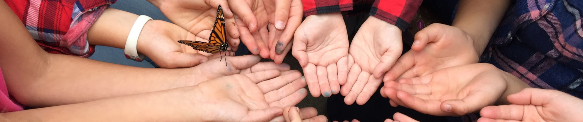 hands holding a butterfly